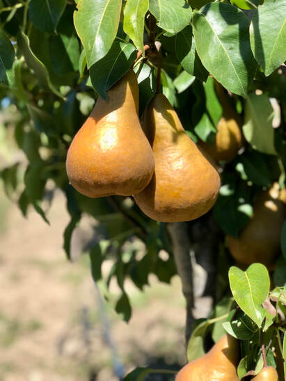 TAYLOR'S GOLD PEARS — Earl's Organic Produce